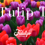 It's tulip time