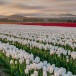 Embrace the splendor of spring with the 2024 tulip festival blend